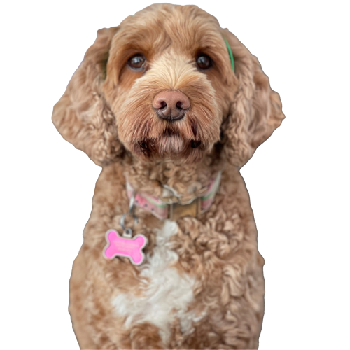 tisseront office dog