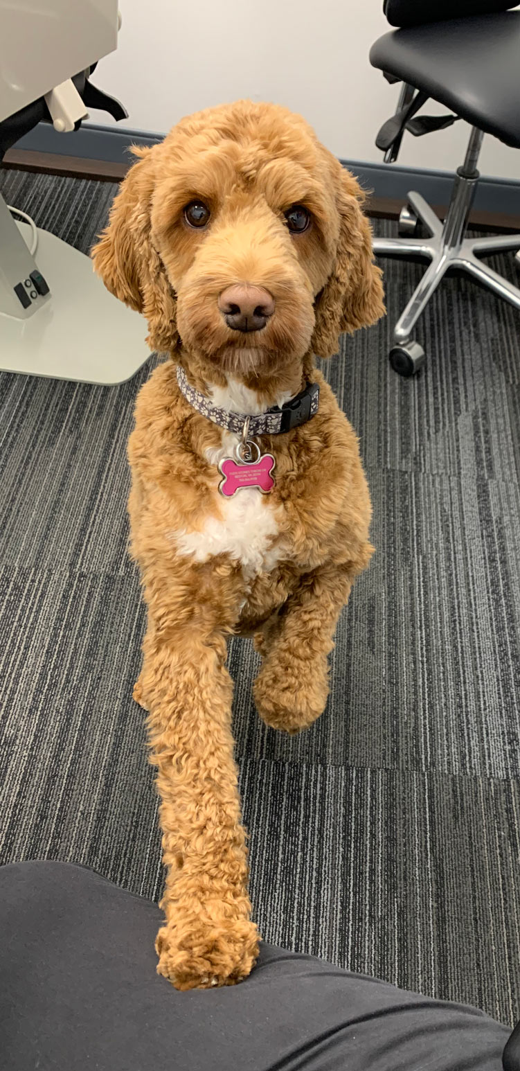 tisseront orthodontics dog